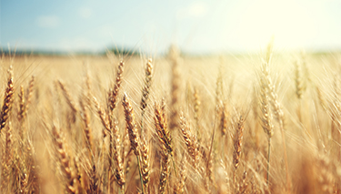 Wheat gluten intolerance