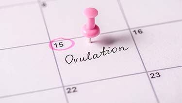 Preg_ovulation_Desktop Article Pages 375x213px