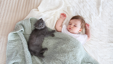 Babies_cats_Desktop Article Pages 375x213px