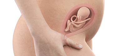 21 Weeks Pregnant