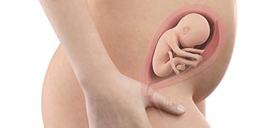 24 Weeks Pregnant