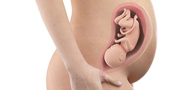 31 Weeks Pregnant