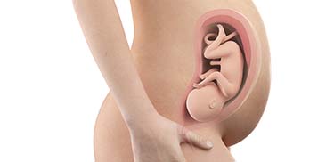 33 Weeks Pregnant